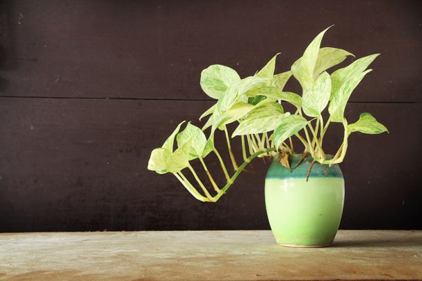 plantas ideais para apartamento - marantas